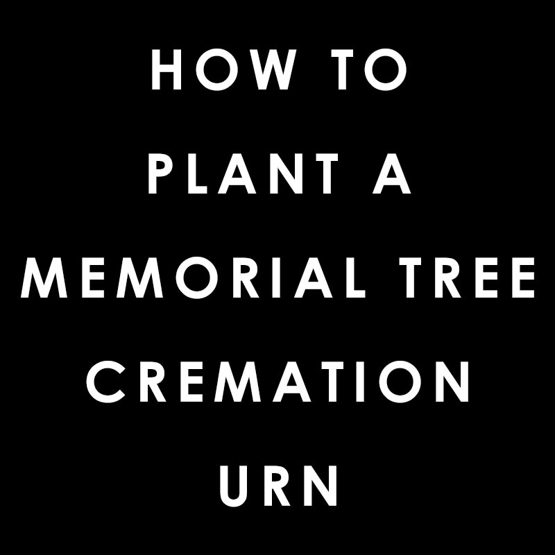  How To Plant A Memorial Tree Cremation Urn Urns Online