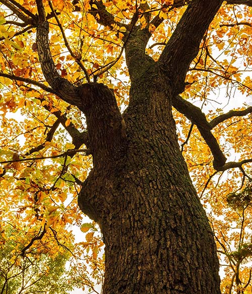 Memorial Tree Ideas