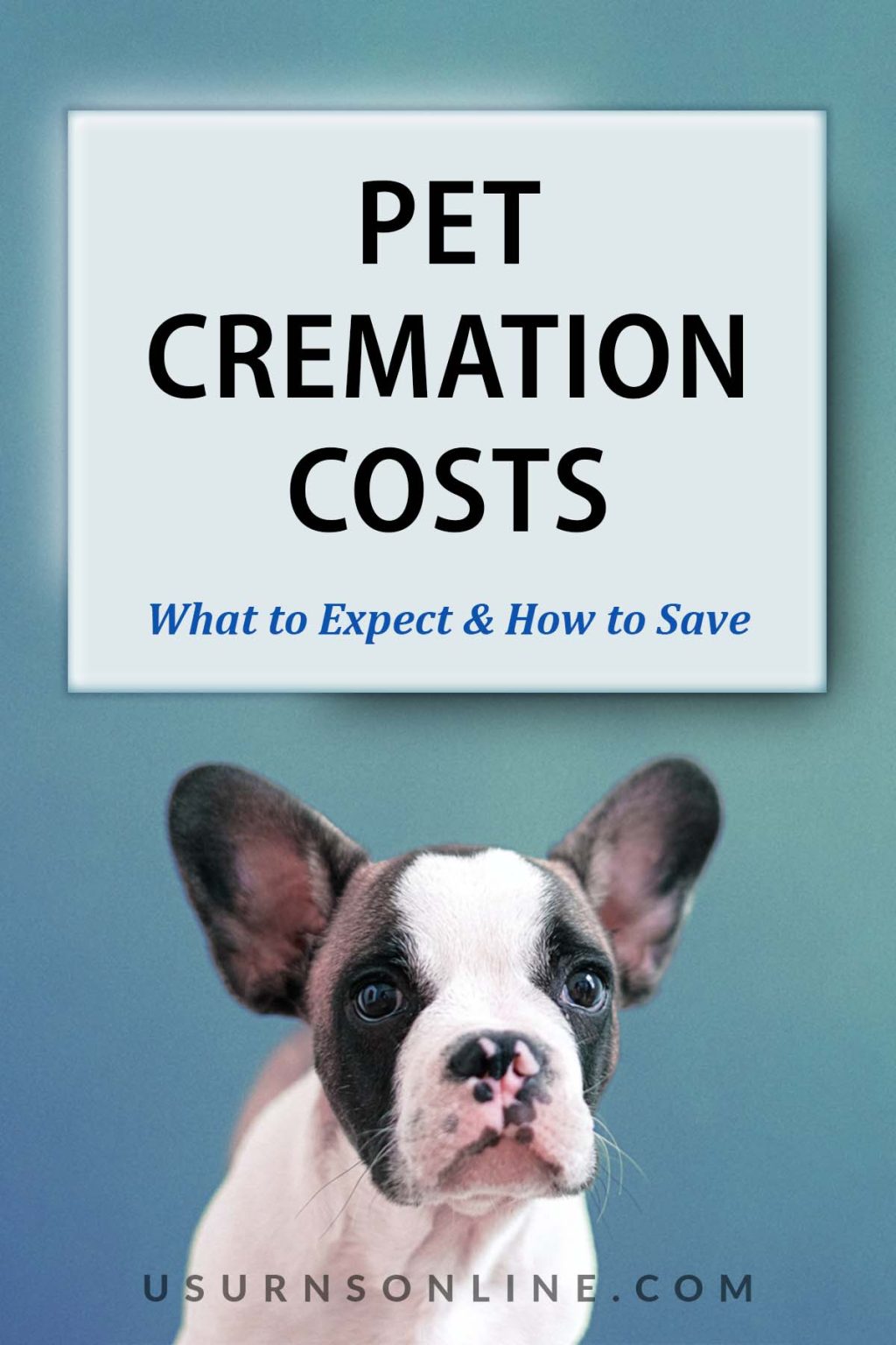 Pet Cremation Costs What To Expect How To Save US Urns Online   Pet Cremation Cost Feat 1024x1536 